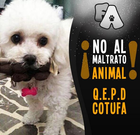 Cotufa: otra víctima del maltrato animal
