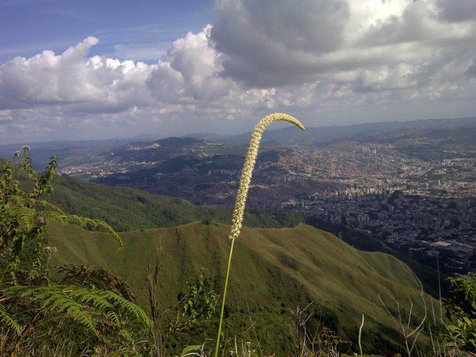 querer a Caracas
